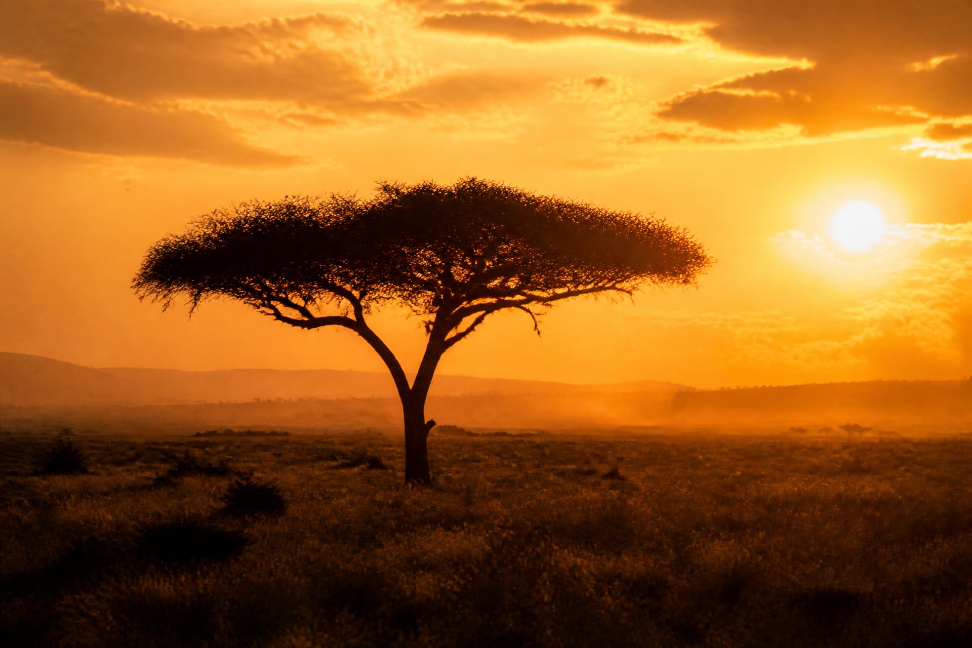 Safari photography in Tanzania